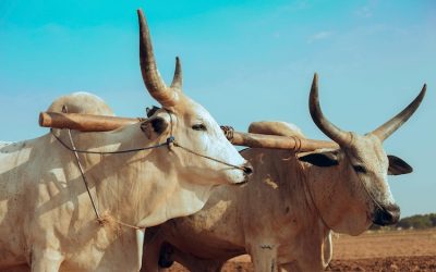 Rest in a Restless World