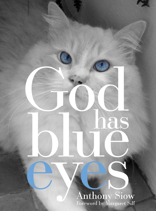 God Has Blue Eyes: Finding God in the Tender Bond with My Cat